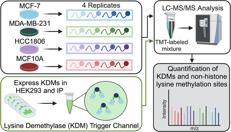 Quantitative Analysis of Nonhistone Lysine Methylation Sites and Lysine Demethylases in Breast Cancer Cell Lines