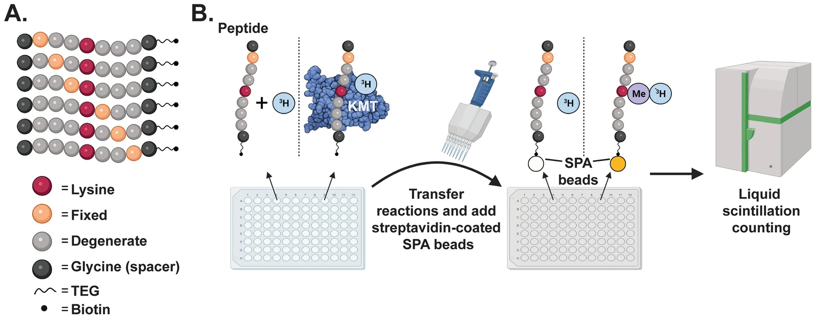Determining the Substrate Specificity of Lysine Methyltransferases