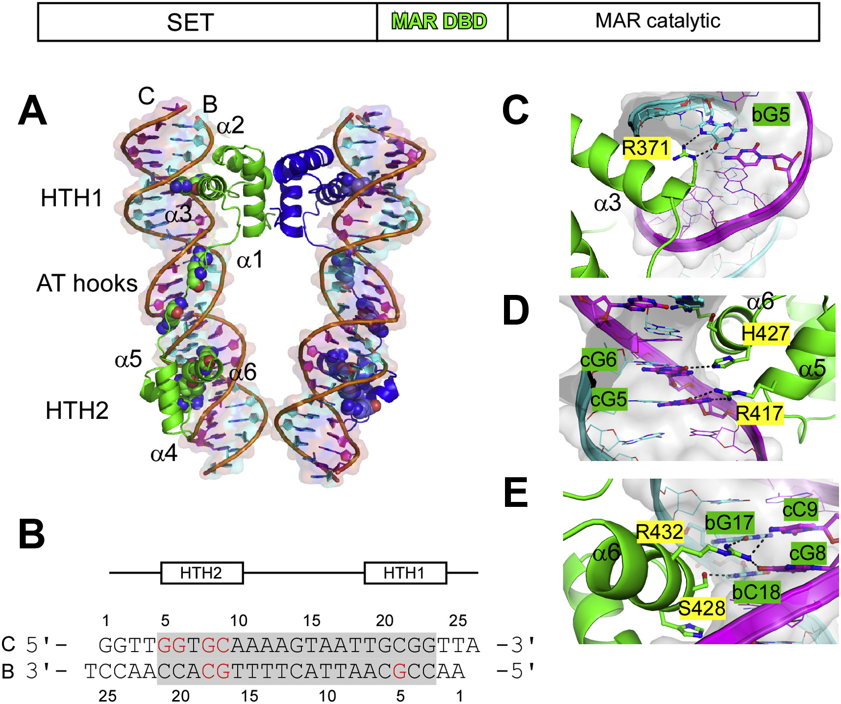 Structural and genome-wide analyses suggest that transposon-derived protein SETMAR alters transcription and splicing