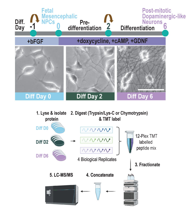 Characterization of Lysine Methylation During Neuronal Differentiation of LUHMES cells